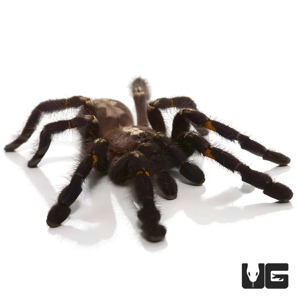 21455 gooty sapphire tarantula feeding