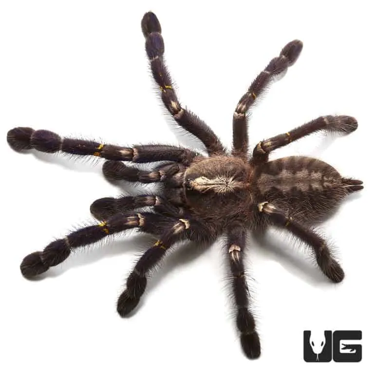 21455 gooty sapphire tarantula handling