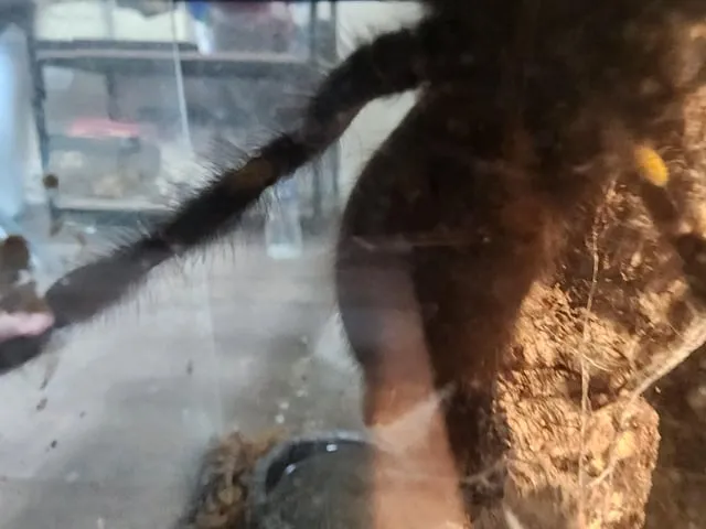 21455 gooty sapphire tarantula introduction