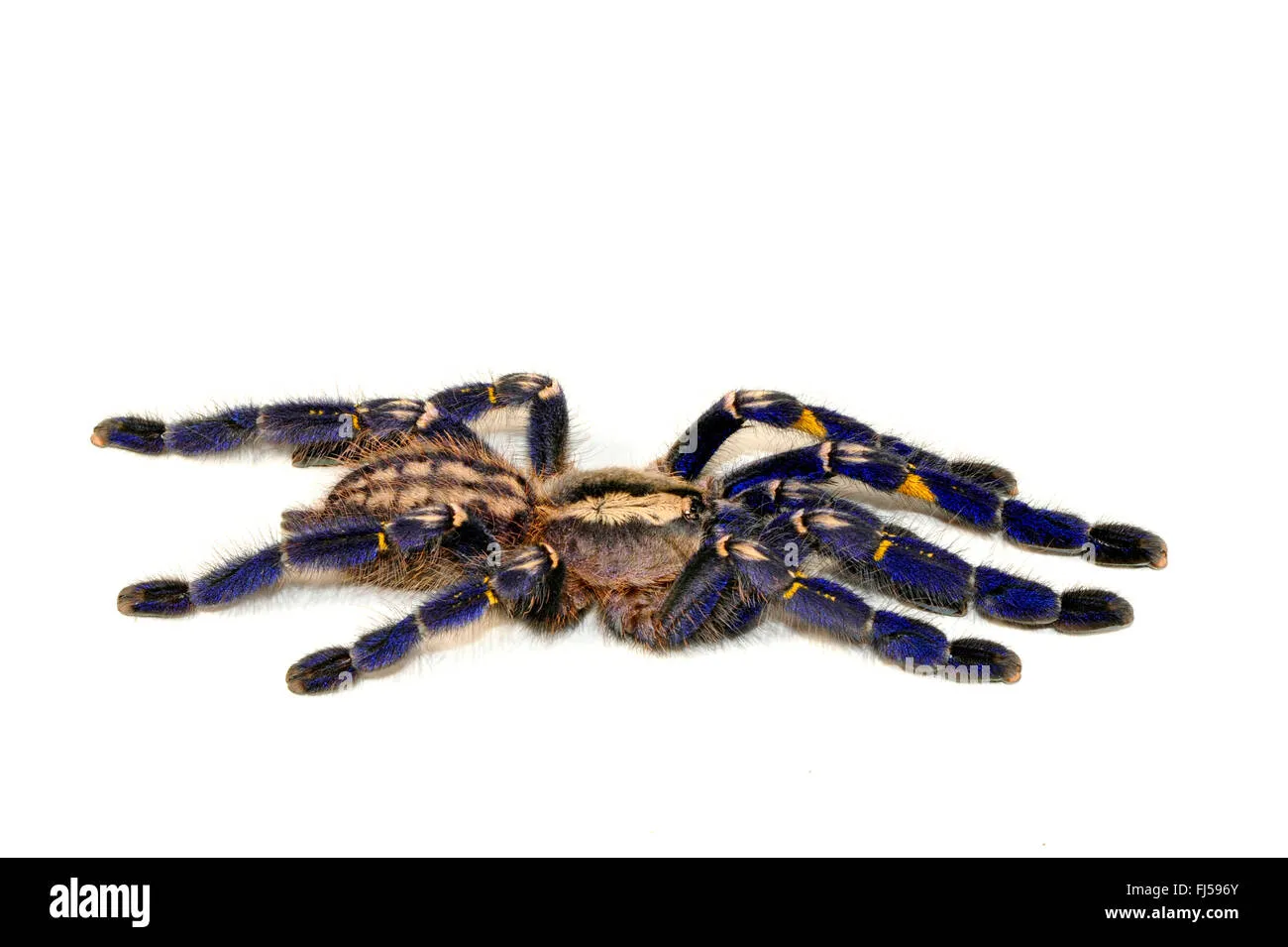 21455 gooty sapphire tarantula molting