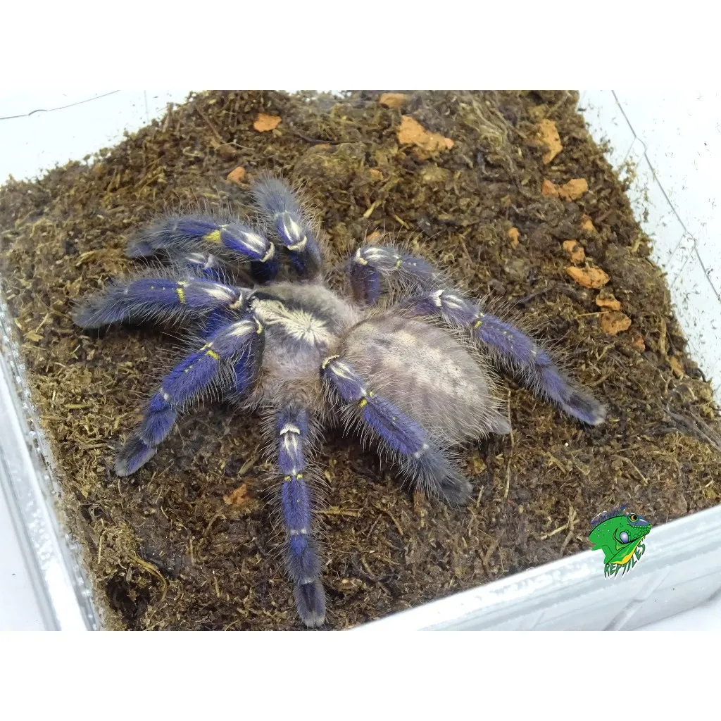 /img/21455-gooty-sapphire-tarantula-reddit-discussion.webp