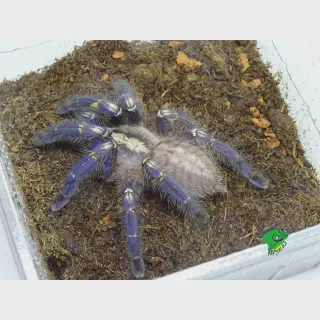 /img/21455-gooty-sapphire-tarantula-reddit-discussion.webp