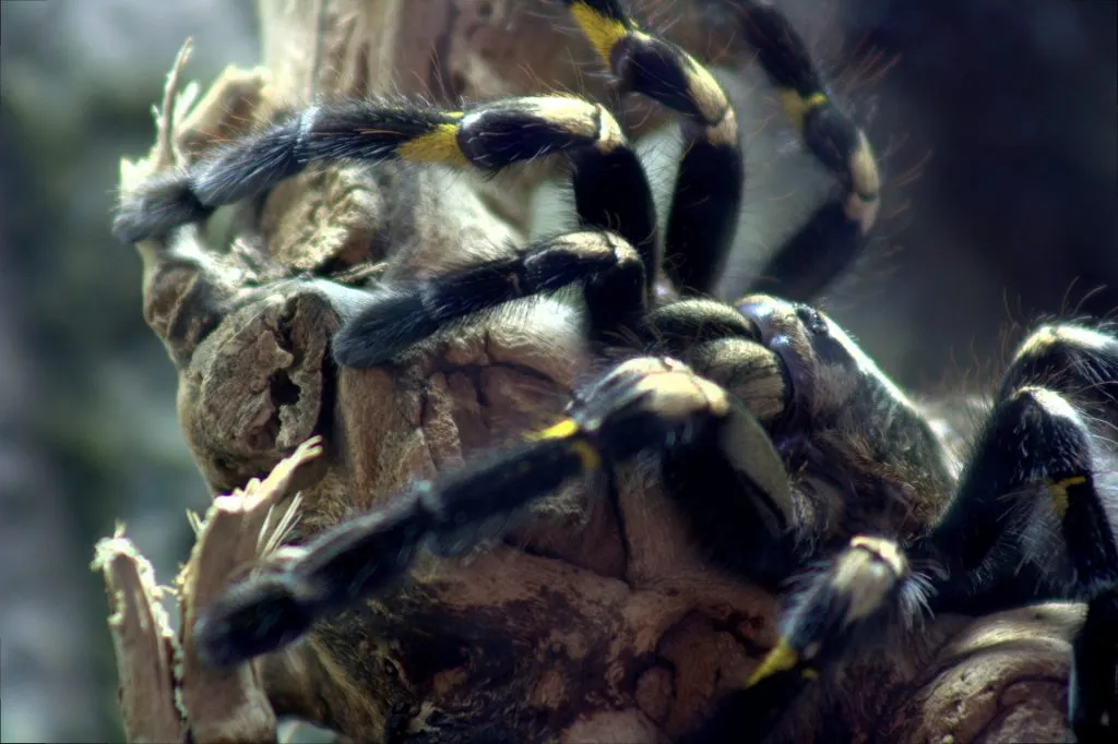 21455 gooty sapphire tarantula water source