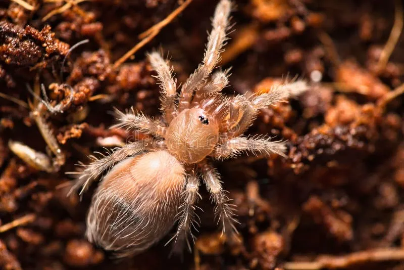 /img/21456-baby-tarantula-facts.webp