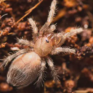 /img/21456-baby-tarantula-facts.webp