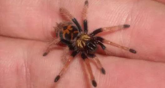 21456 baby tarantula housing