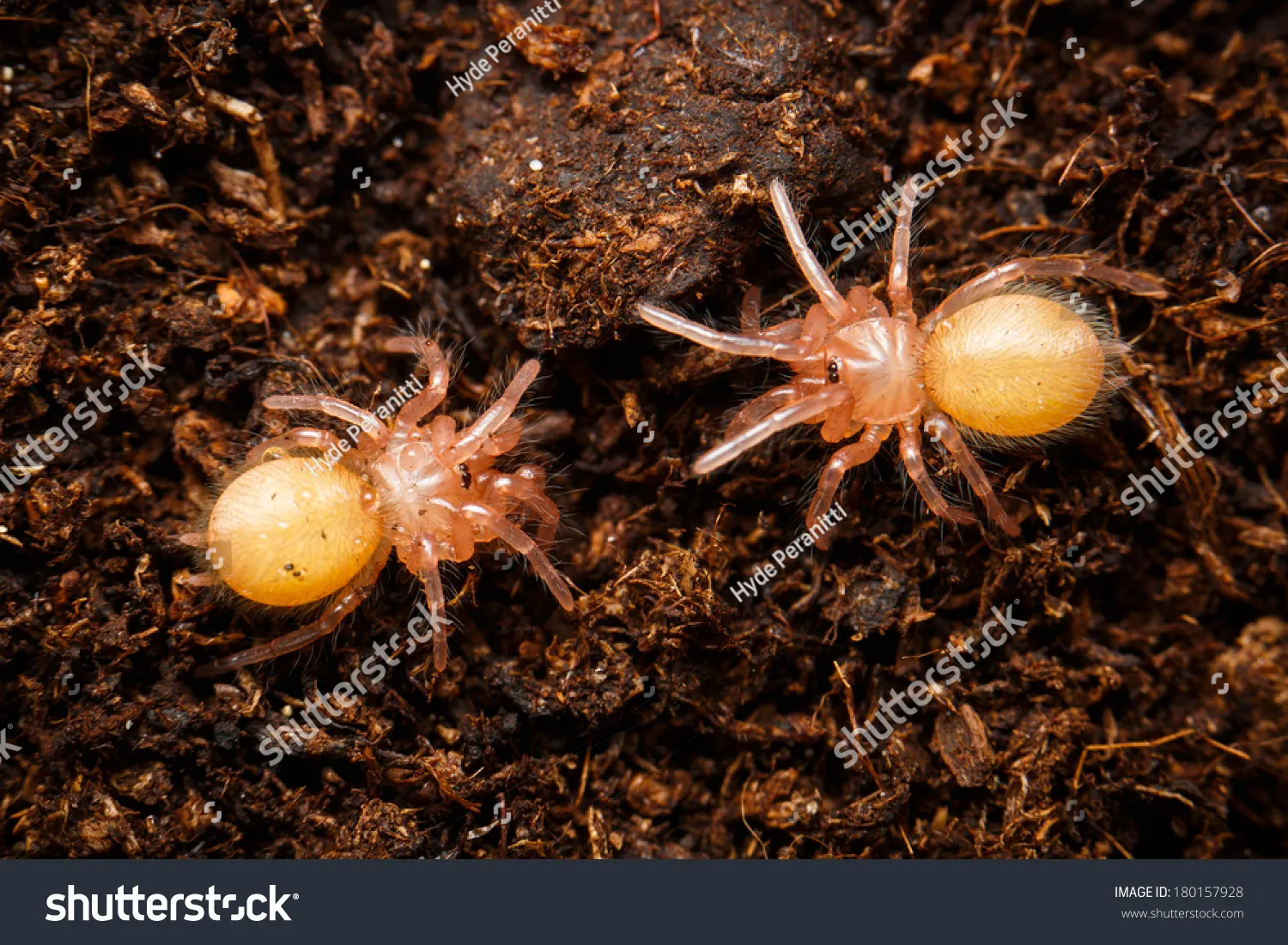 21456 baby tarantula introduction
