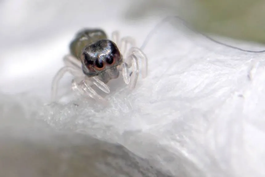 21456 baby tarantula molting