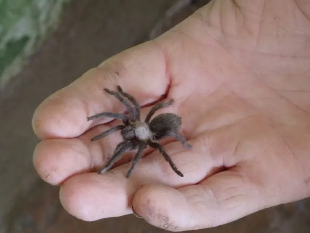 21456 baby tarantula size