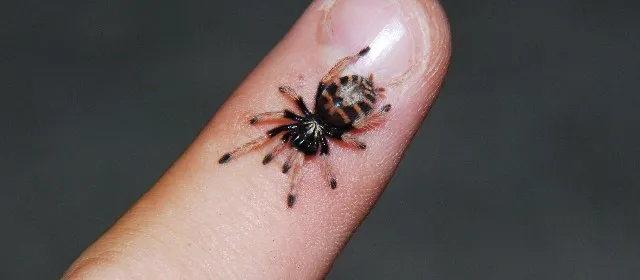 21456 tarantula breeding