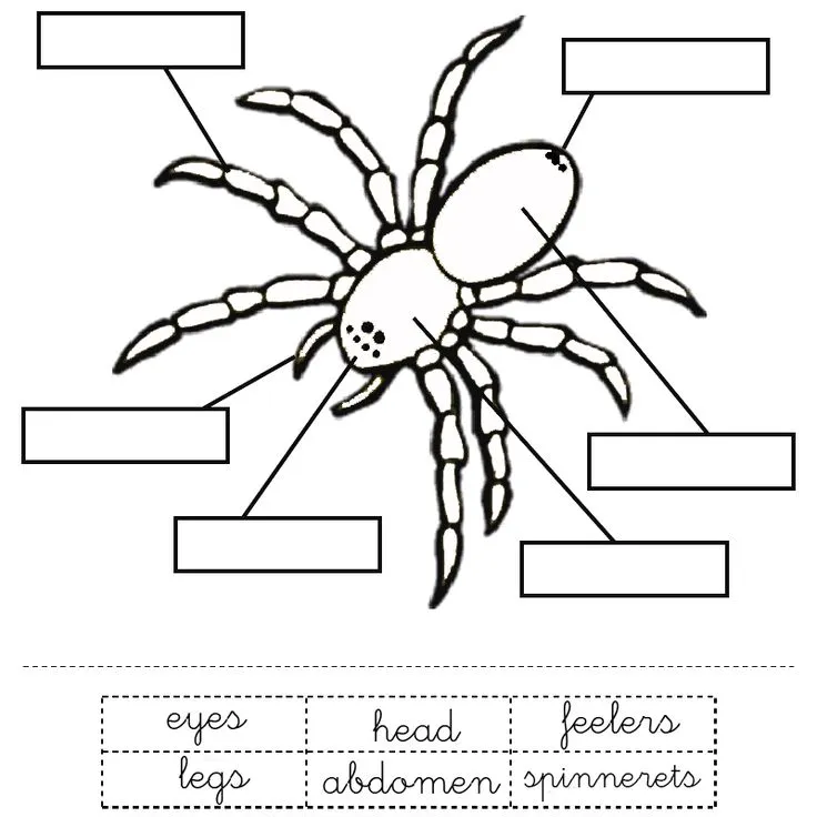 21457 juvenile tarantula