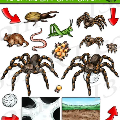 21457 spiderling tarantula