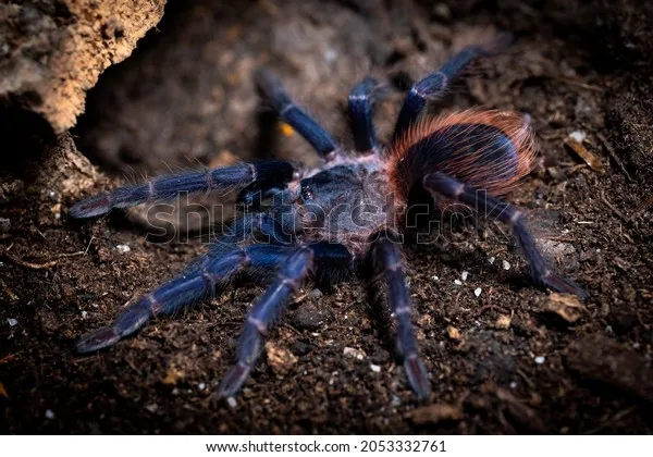 /img/21463-brazilian-blue-tarantula-spiderling.webp