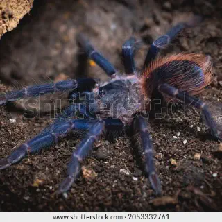 /img/21463-brazilian-blue-tarantula-spiderling.webp