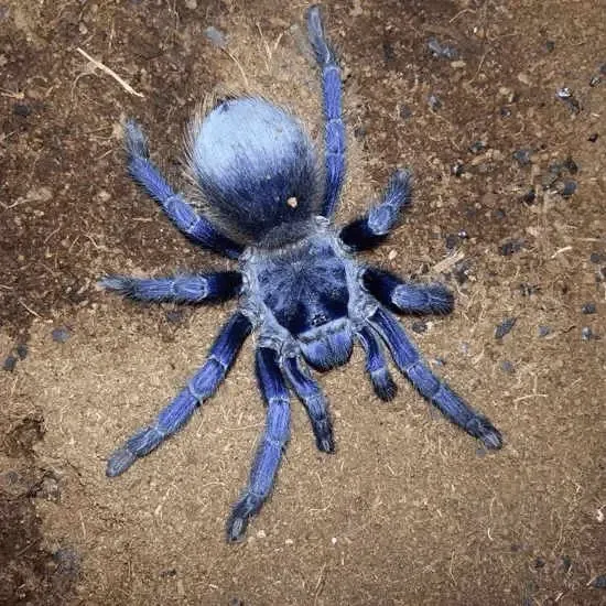21463 male brazilian blue tarantula anatomy