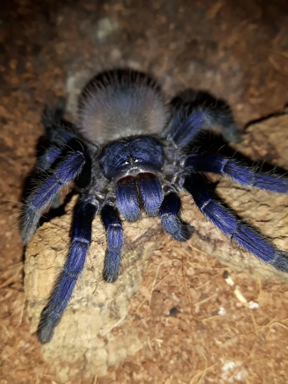 21463 male brazilian blue tarantula habitat