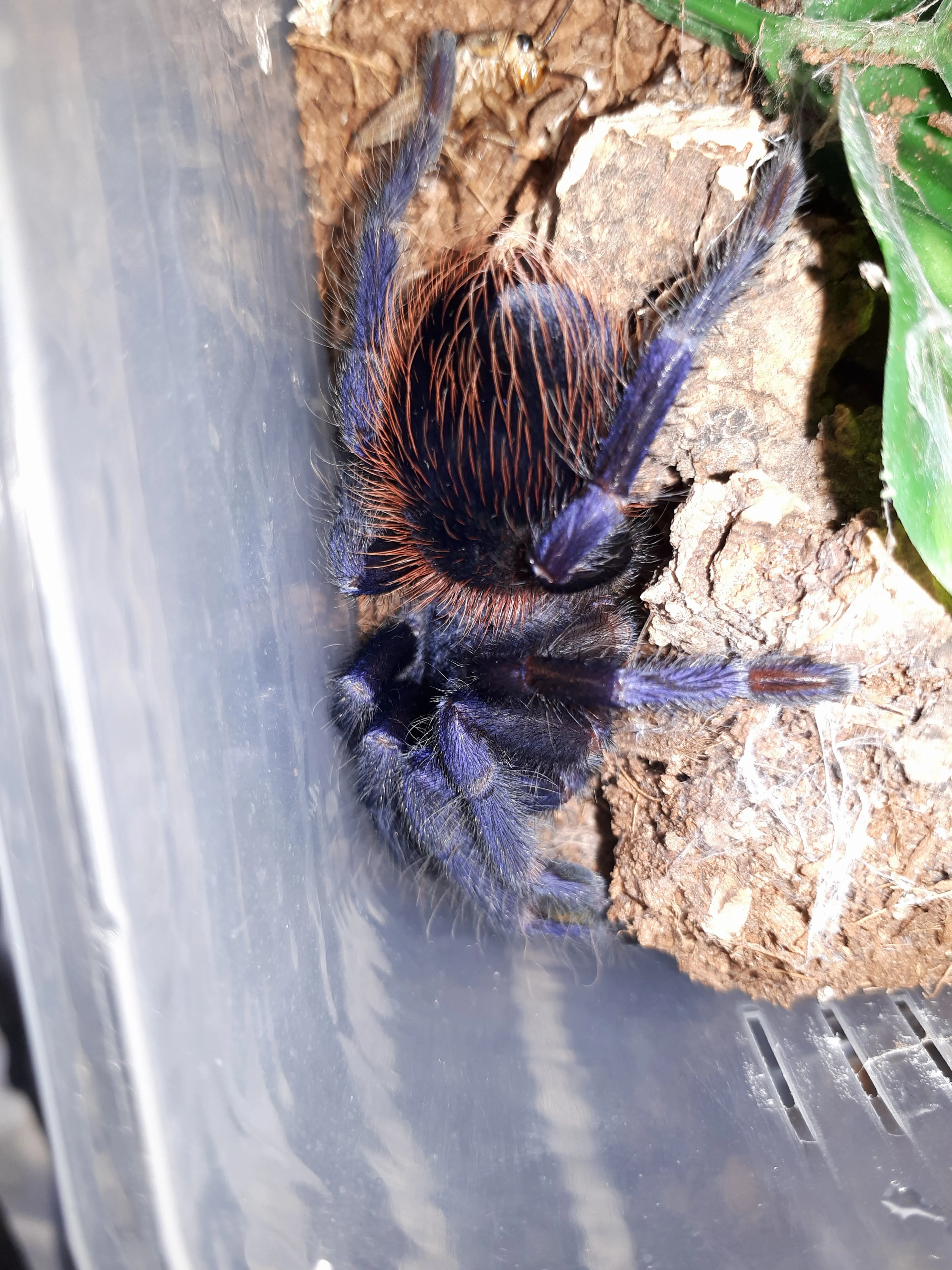 21463 male brazilian blue tarantula handling