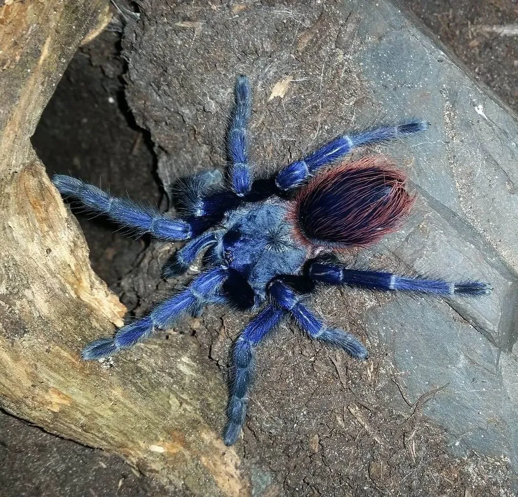 21463 male brazilian blue tarantula molting