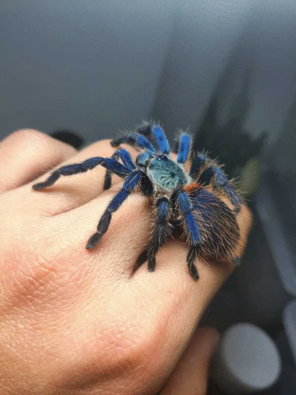 21463 male brazilian blue tarantula substrate