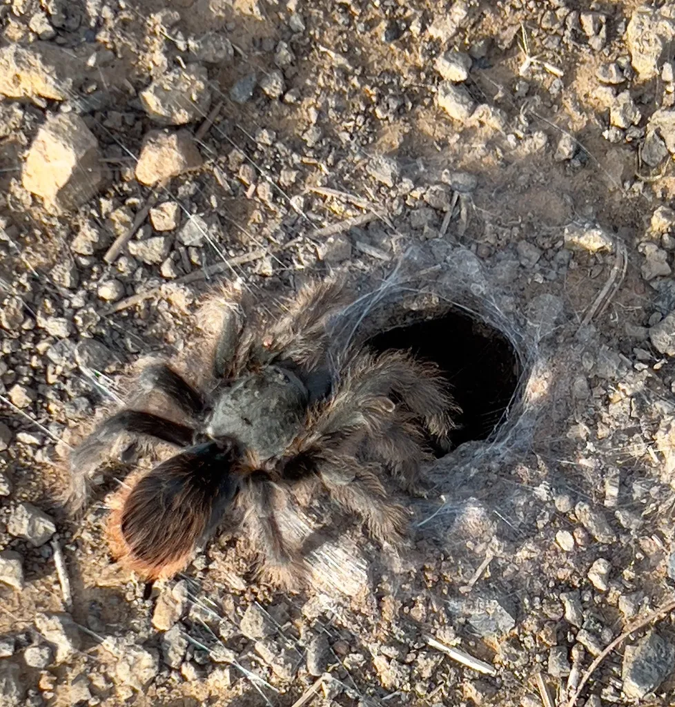 21466 tarantula mating ritual