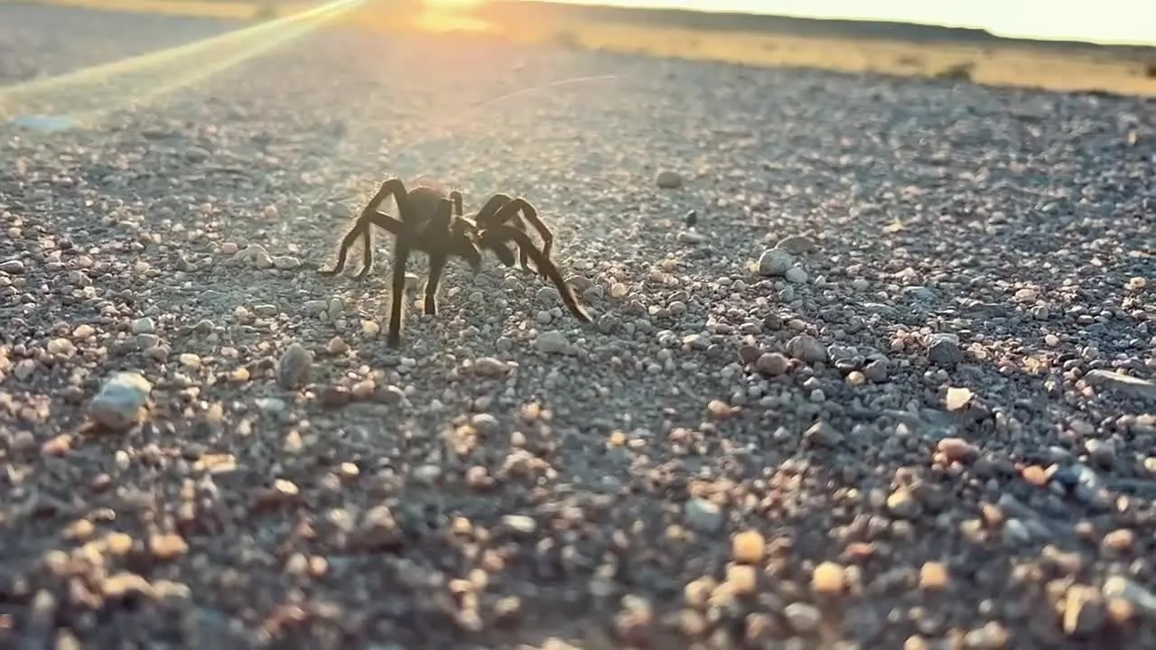 21466 tarantula migration numbers