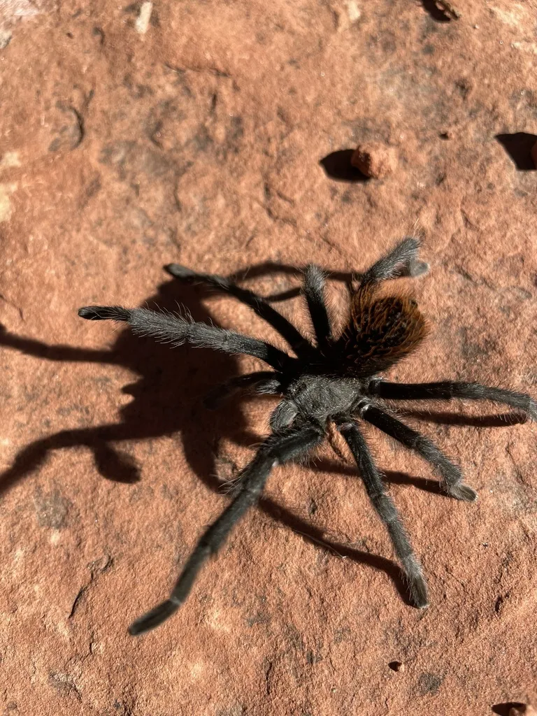 21466 tarantula walking canyon