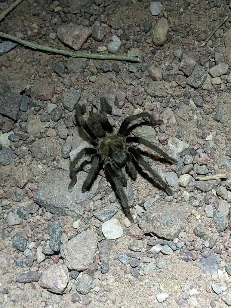 21466 witness tarantula migration