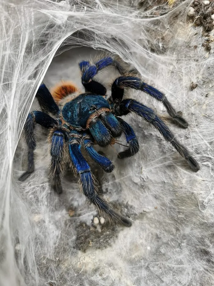 21468 tarantula dream