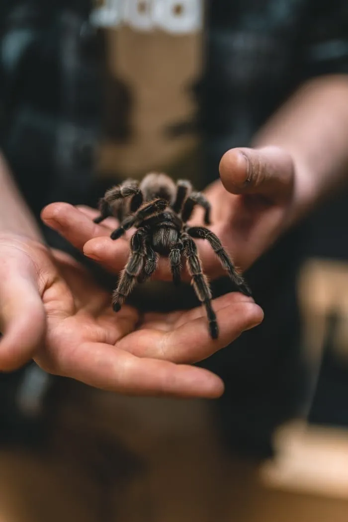 21468 tarantula meditation
