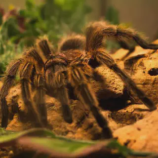 /img/21468-tarantula-nature.webp
