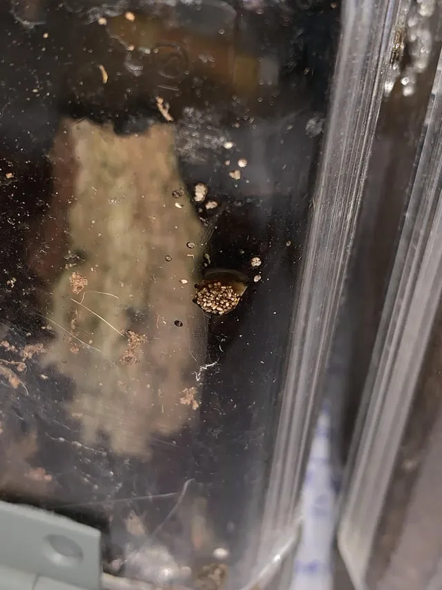 21470 tarantula enclosure cleaning