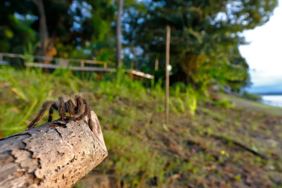 /img/21470-tarantula-health.webp