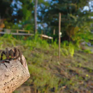 /img/21470-tarantula-health.webp