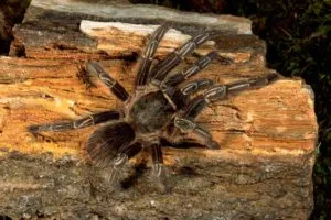 21470 tarantula substrate