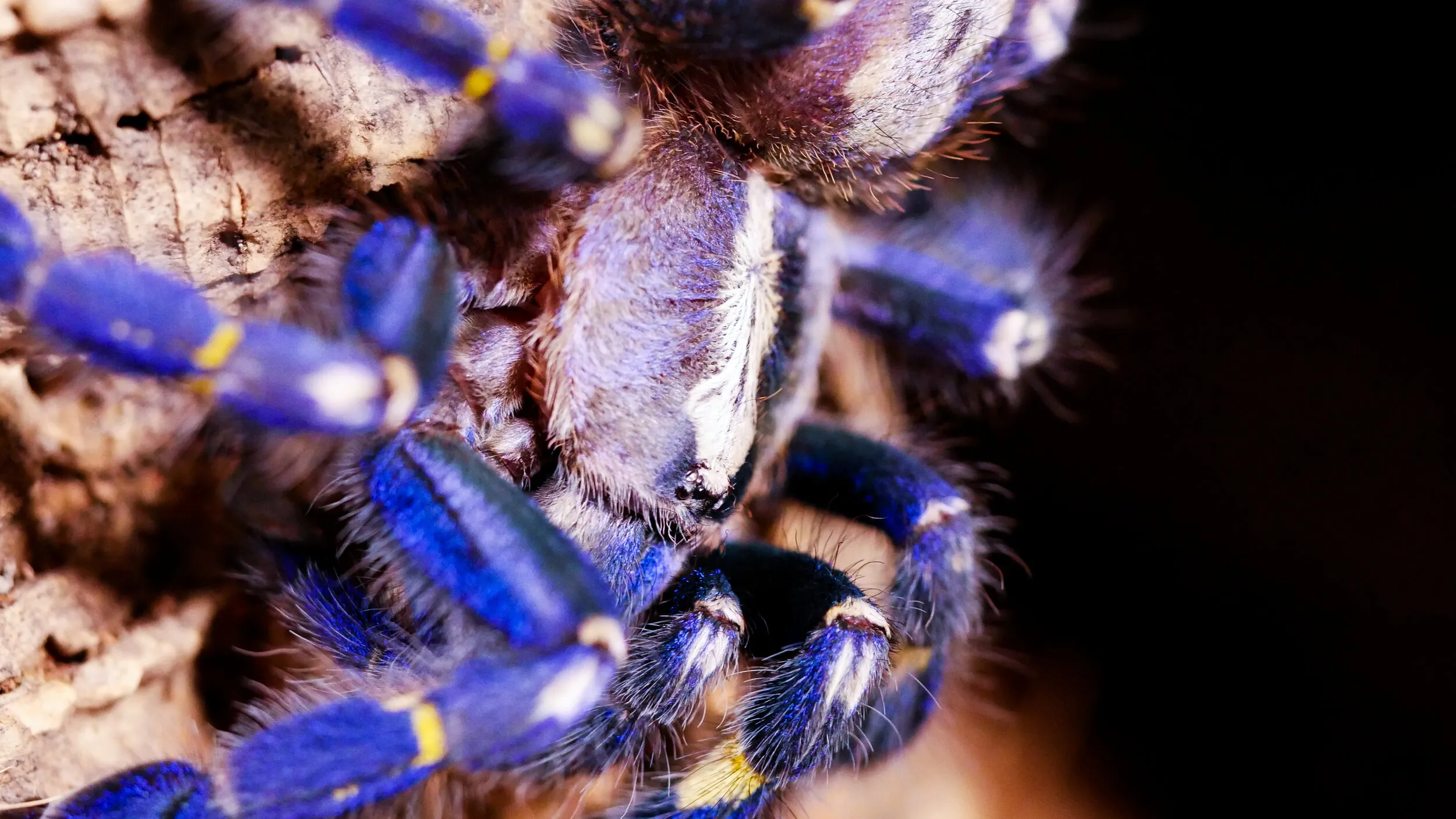 21473 tarantula collective award