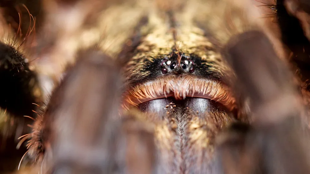 /img/21473-tarantula-collective-future.webp