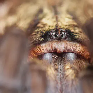 /img/21473-tarantula-collective-future.webp