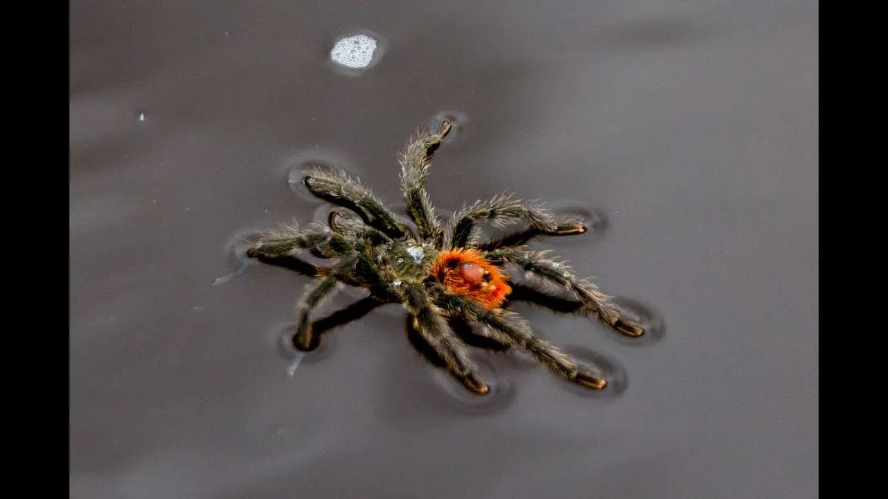21474 swimming tarantula close up