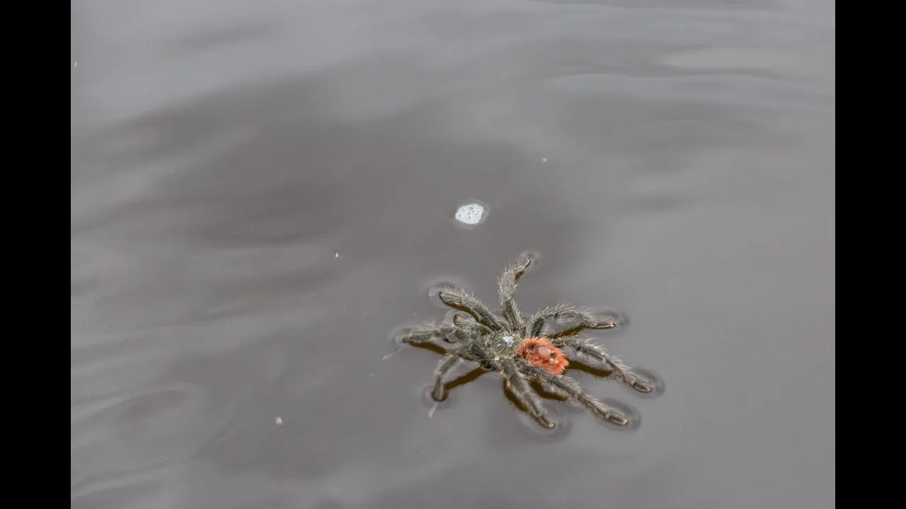 /img/21474-swimming-tarantula-conservation.webp