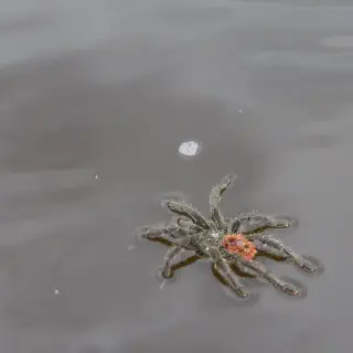/img/21474-swimming-tarantula-conservation.webp