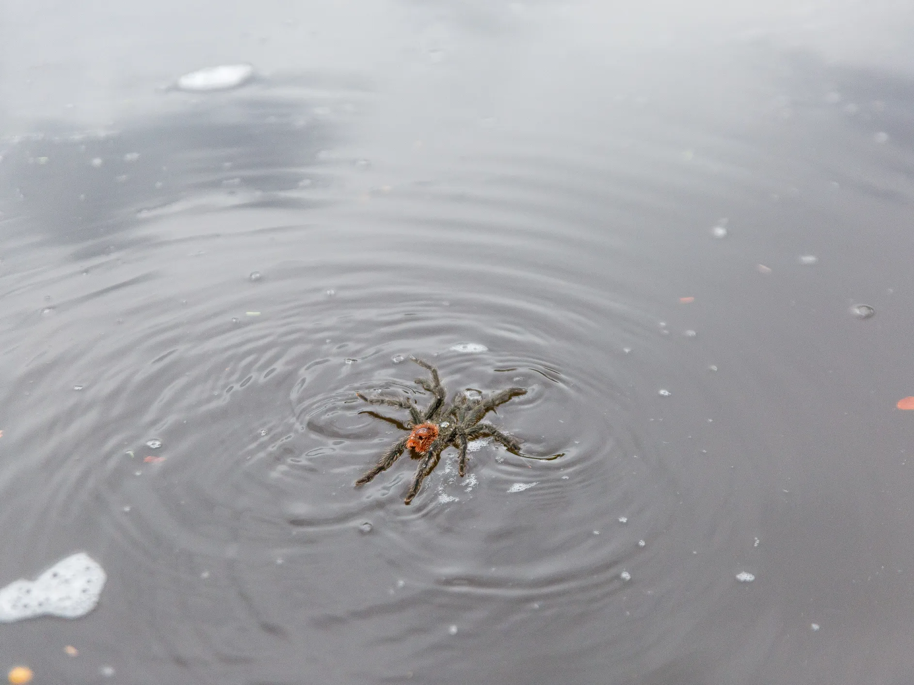 21474 swimming tarantula diet