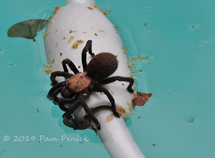 21474 swimming tarantula mating