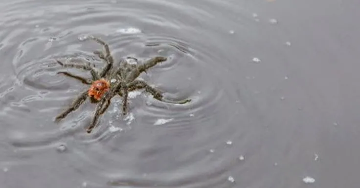 21474 swimming tarantula swimming