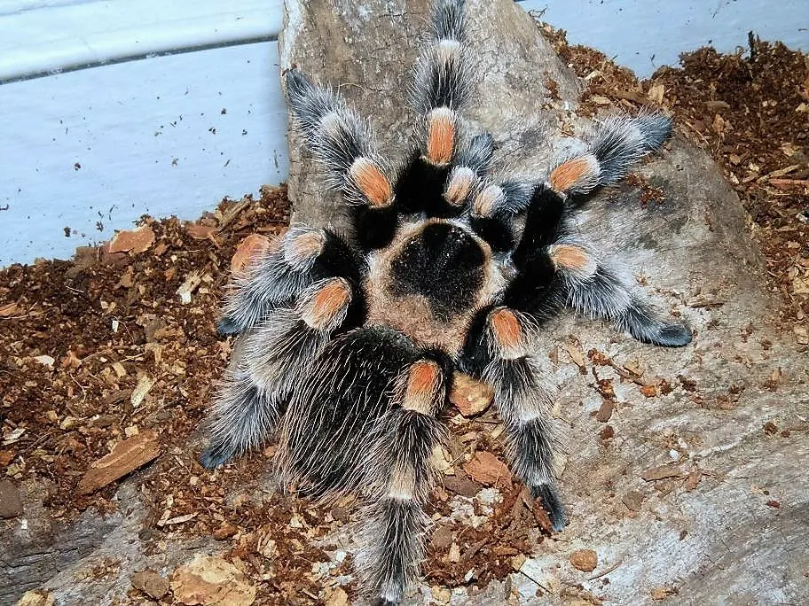 21476 red hair tarantula burrow