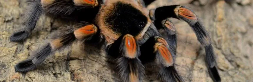 21476 red hair tarantula close up