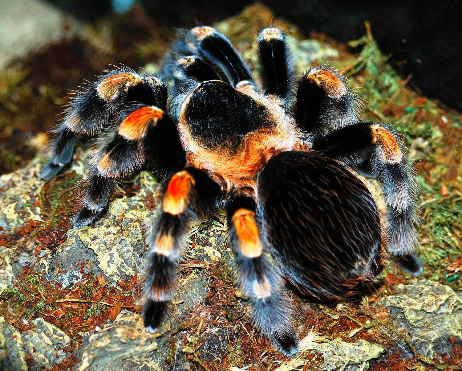 21476 red hair tarantula eating