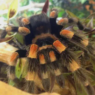 /img/21476-red-hair-tarantula-eggsac.webp