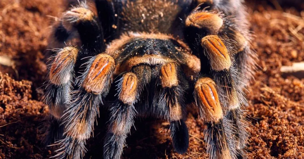 21476 red hair tarantula handling