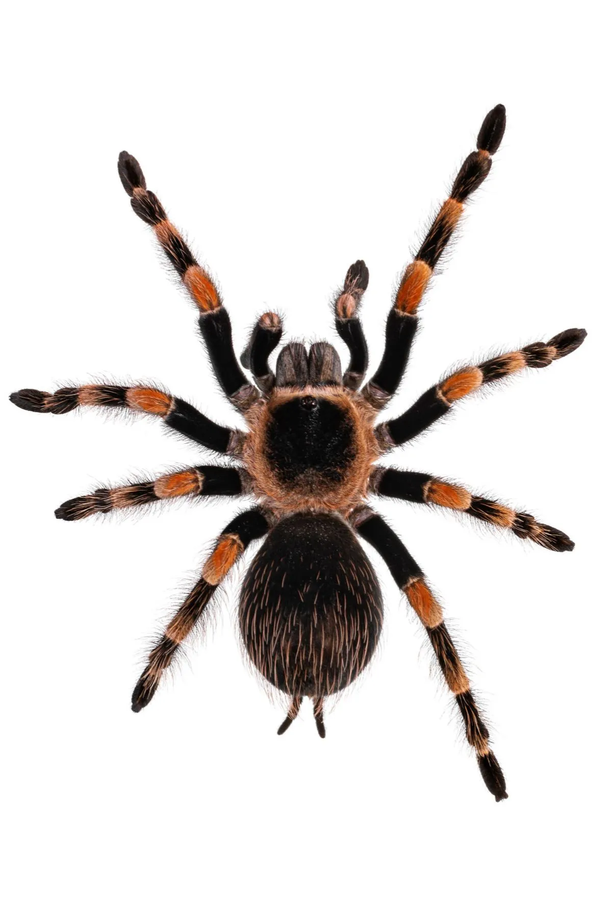 21476 red hair tarantula in habitat