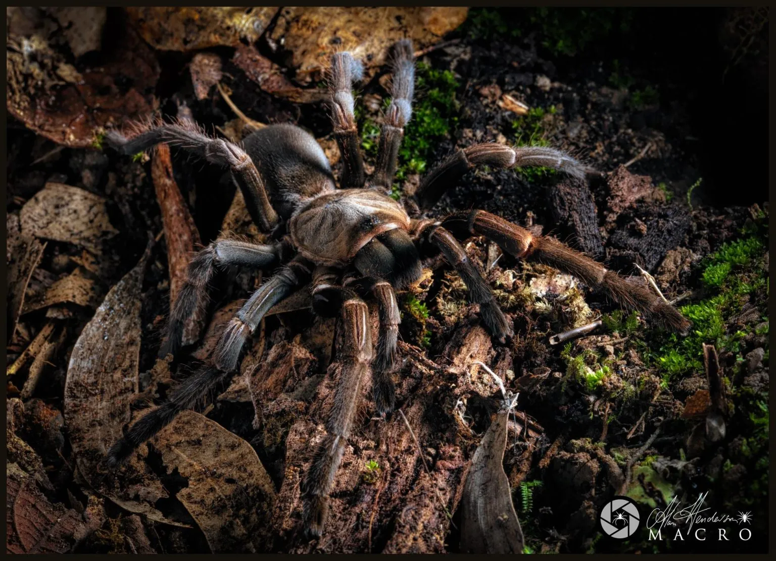 21481 exotic tarantula sydney